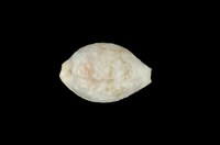 藏品(疙瘩寶螺)的圖片